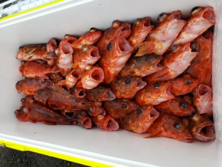 オーフリー 釣果