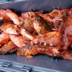 オーフリー 釣果