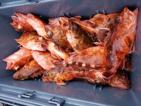 オーフリー 釣果