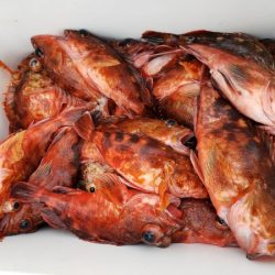 オーフリー 釣果