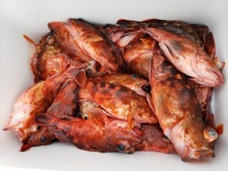 オーフリー 釣果