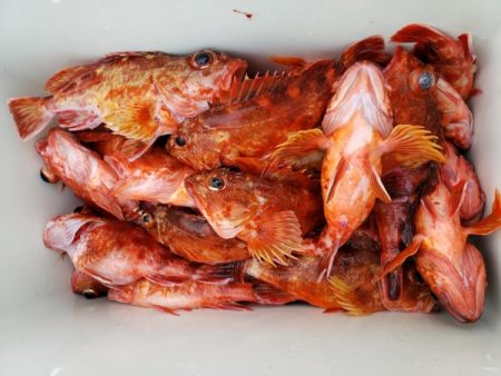 オーフリー 釣果