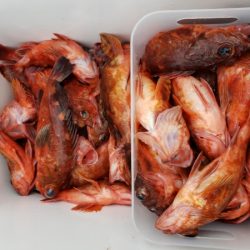 オーフリー 釣果