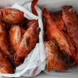 オーフリー 釣果