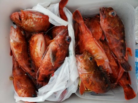 オーフリー 釣果