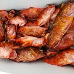 オーフリー 釣果