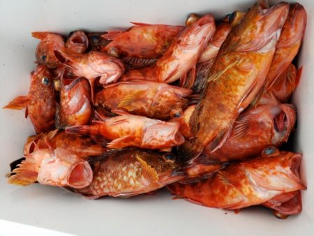 オーフリー 釣果