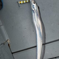 ブルーピア 釣果