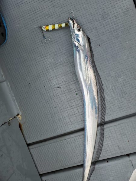 ブルーピア 釣果