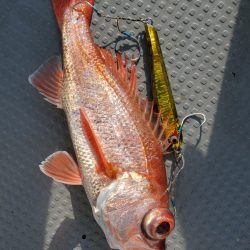 ブルーピア 釣果