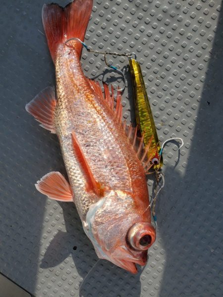 ブルーピア 釣果