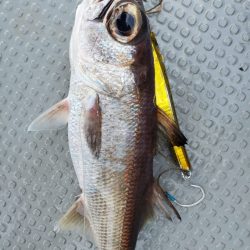 ブルーピア 釣果