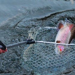 小菅トラウトガーデン 釣果