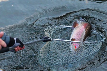 小菅トラウトガーデン 釣果