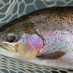 小菅トラウトガーデン 釣果