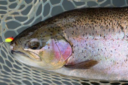 小菅トラウトガーデン 釣果