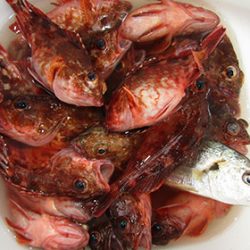 松本釣船２ 釣果