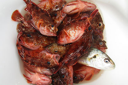 松本釣船２ 釣果