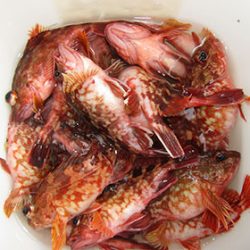 松本釣船２ 釣果