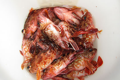 松本釣船２ 釣果