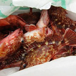 松本釣船２ 釣果