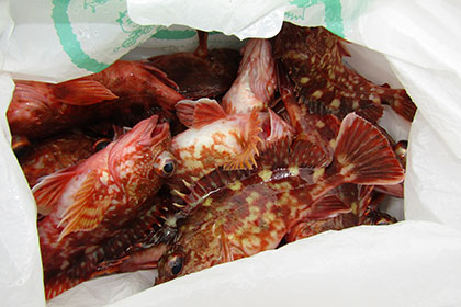 松本釣船２ 釣果