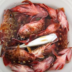 松本釣船２ 釣果