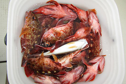 松本釣船２ 釣果