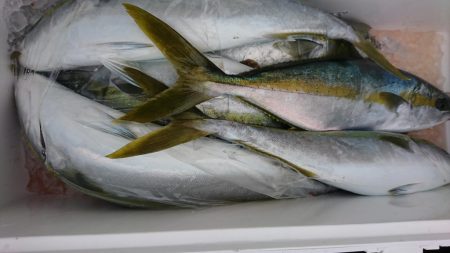 海龍丸（福岡） 釣果