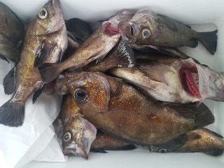 内浜丸 釣果