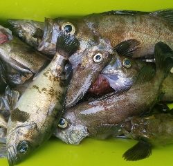内浜丸 釣果