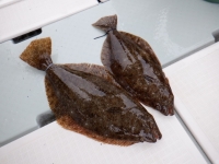 遊漁船 幸友丸 釣果