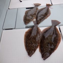 遊漁船 幸友丸 釣果