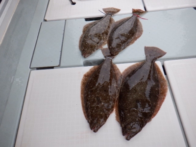 遊漁船 幸友丸 釣果