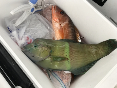 本部釣りイカダ 釣果