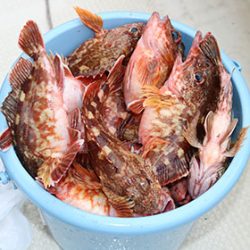 松本釣船２ 釣果