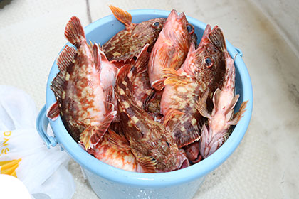 松本釣船２ 釣果