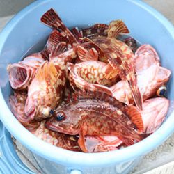 松本釣船２ 釣果