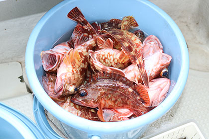 松本釣船２ 釣果