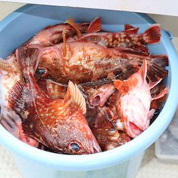 松本釣船２ 釣果