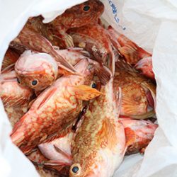 松本釣船２ 釣果