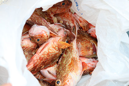 松本釣船２ 釣果