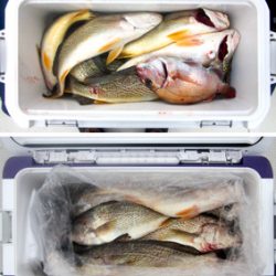 来温丸(らいおんまる) 釣果