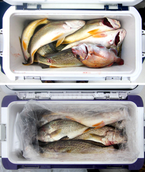 来温丸（らいおんまる） 釣果