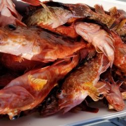 オーフリー 釣果