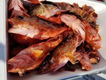 オーフリー 釣果