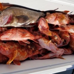 オーフリー 釣果