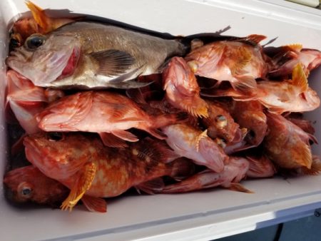 オーフリー 釣果