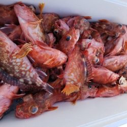 オーフリー 釣果