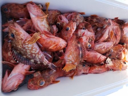 オーフリー 釣果